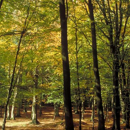 Aigle Noir Fontainebleau Mgallery Eksteriør bilde